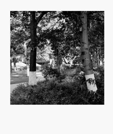 SUPERURBANVILLAGE, Kunstverein Tiergarten, superurbanvillage, Berlin, 2016, coloured trees with lime wash, gelatin-silver paper, 70 cm × 100 cm each,  
