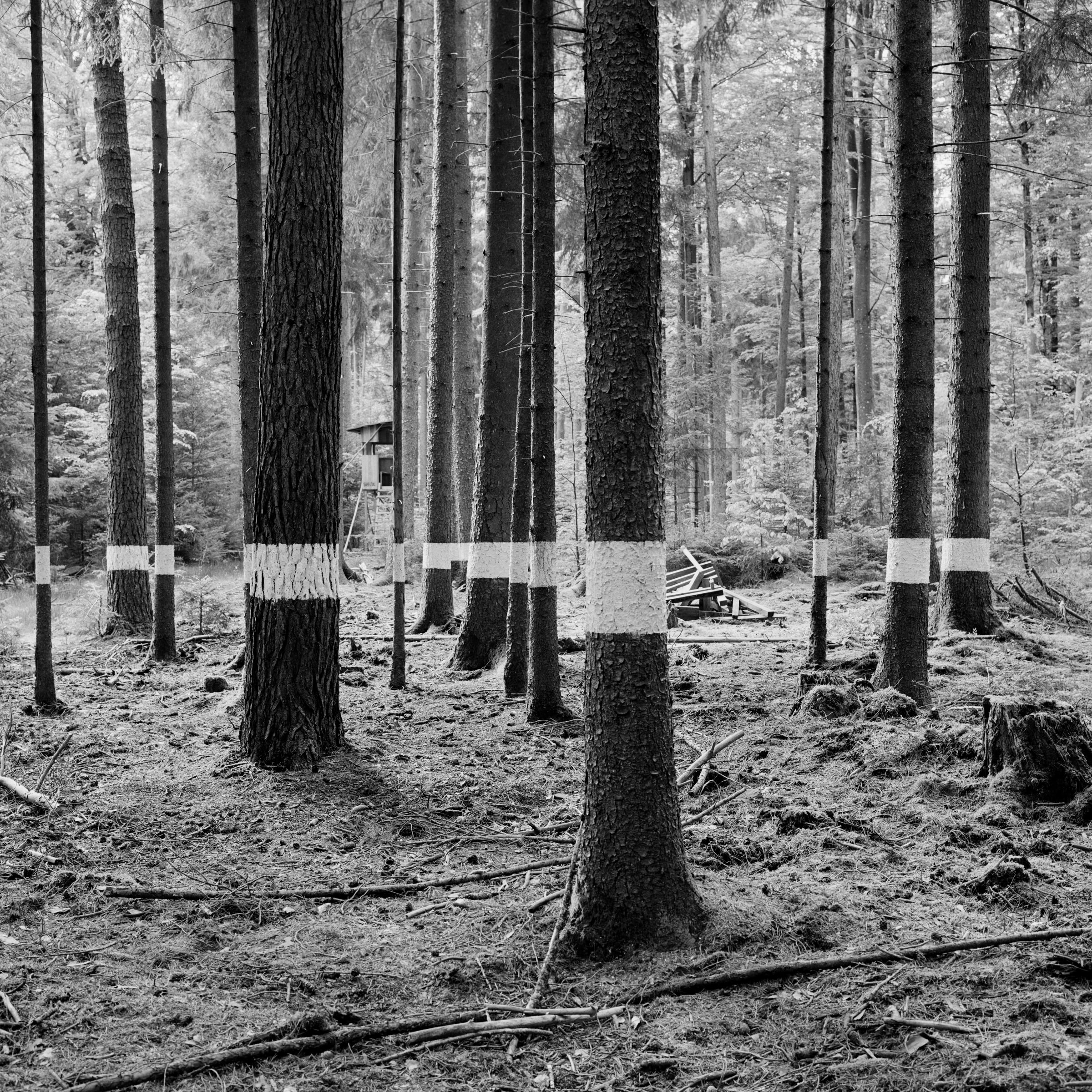 Reforestation of the Black Forest after the Second World War by so-called Kulturfrauen 