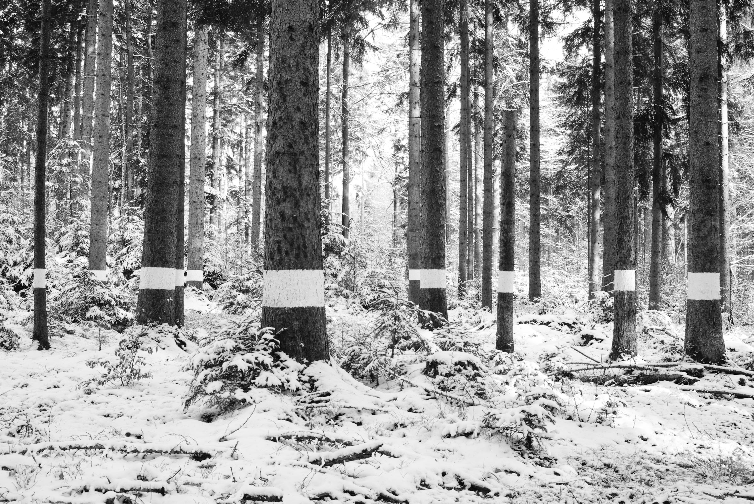 Reforestation of the Black Forest after the Second World War by so-called Kulturfrauen 