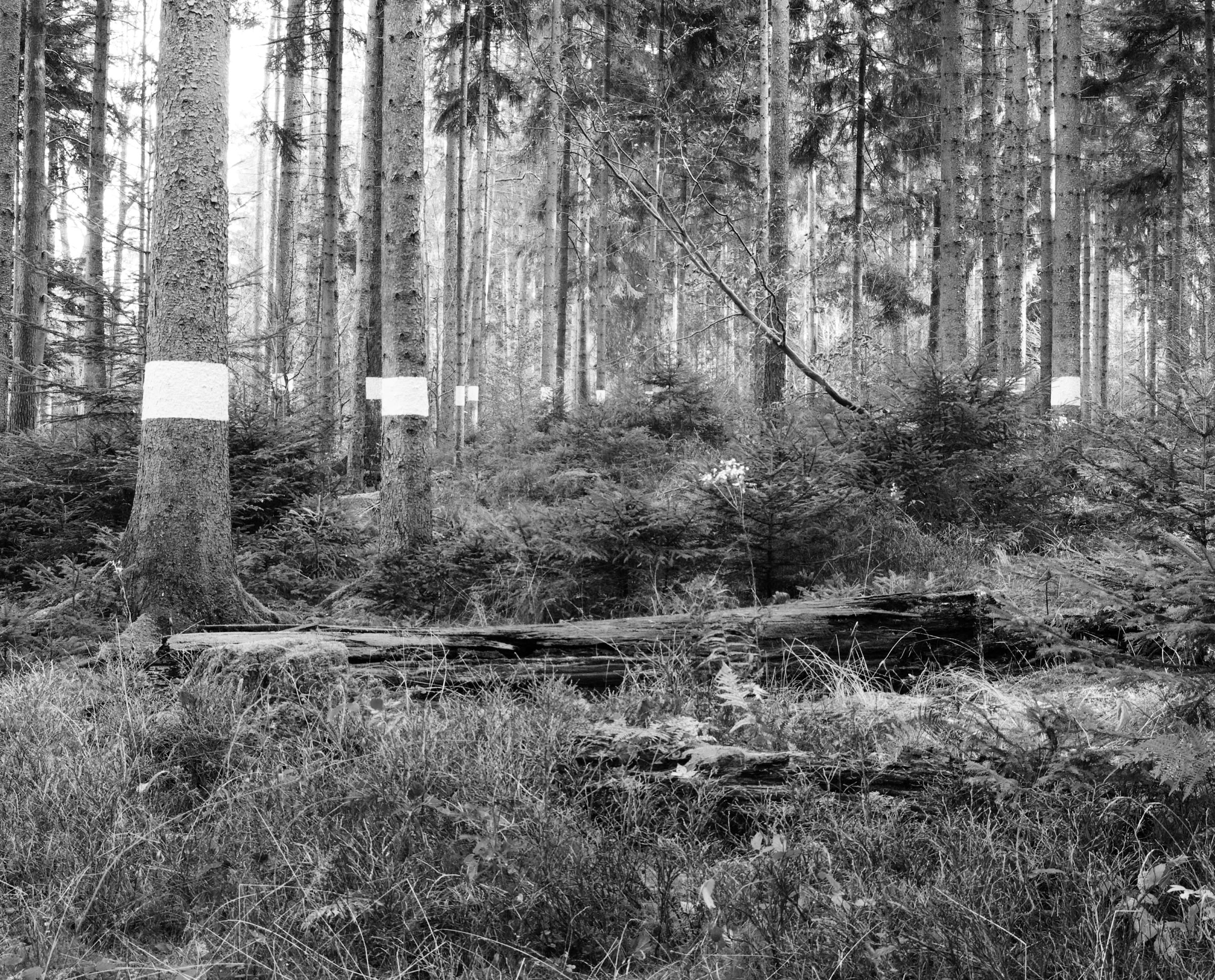 Reforestation of the Black Forest after the Second World War by so-called Kulturfrauen 