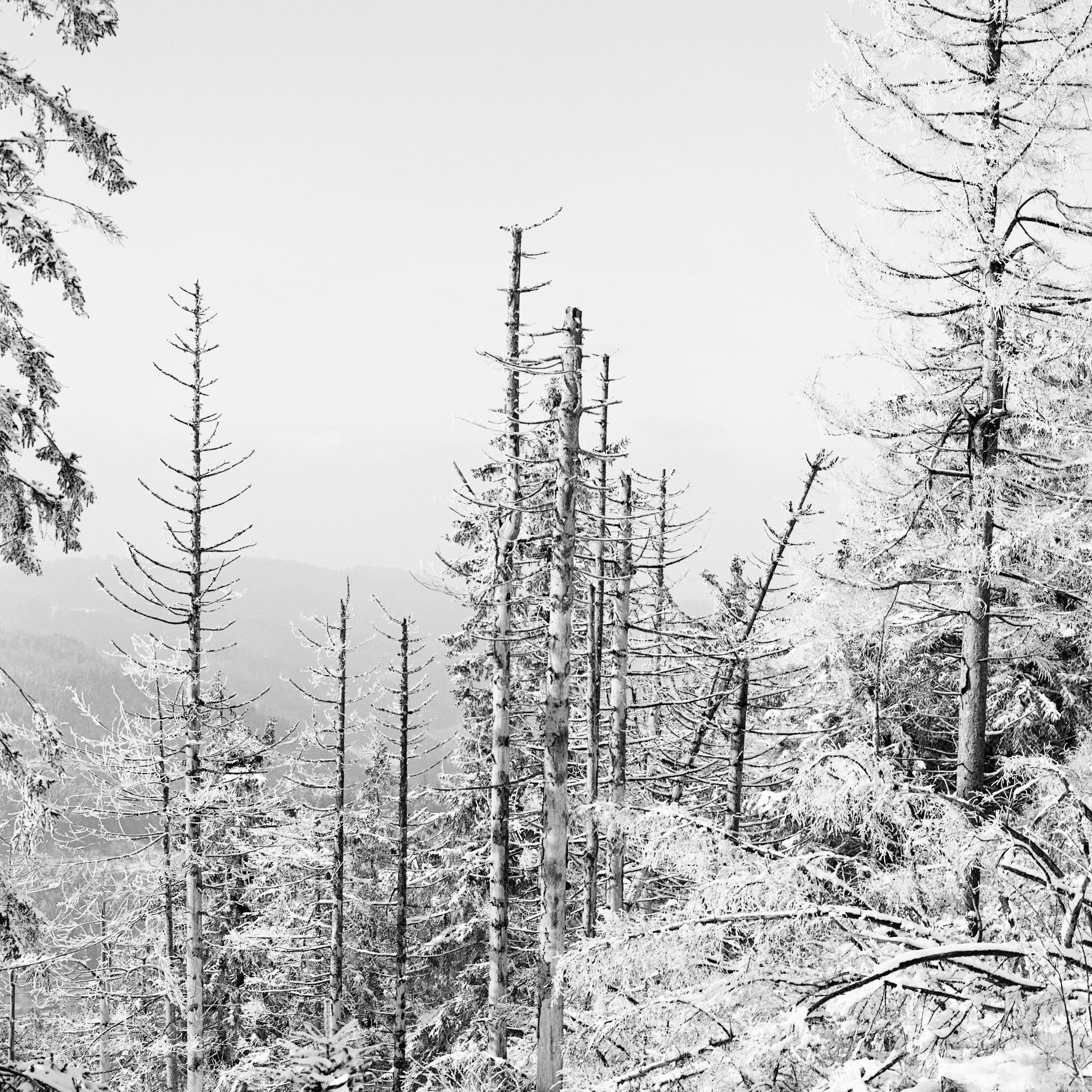 climat change - Black Forest