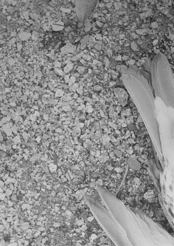 VULNERABLE, 2020, series of 14 silver gelatine prints