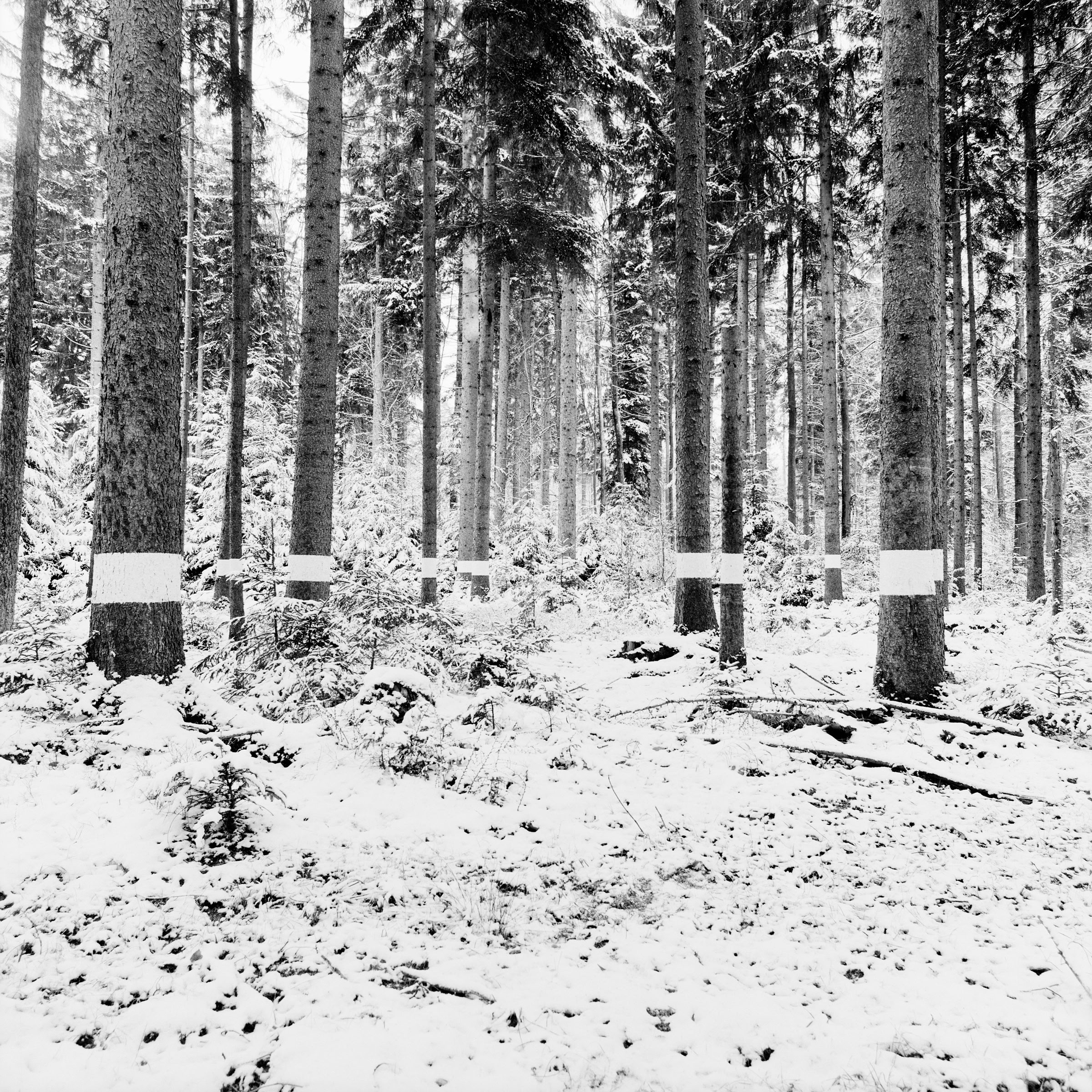 Reforestation of the Black Forest after the Second World War by so-called Kulturfrauen 