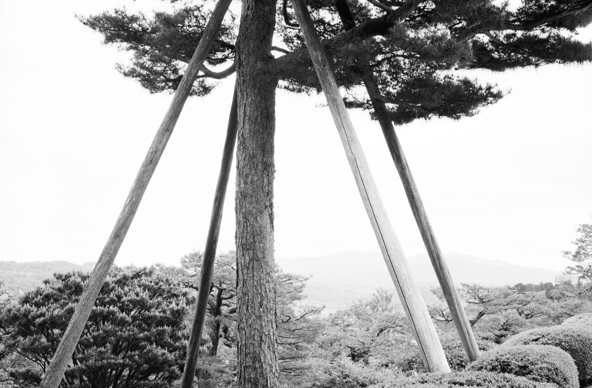 Japanese Gardens | analog photography