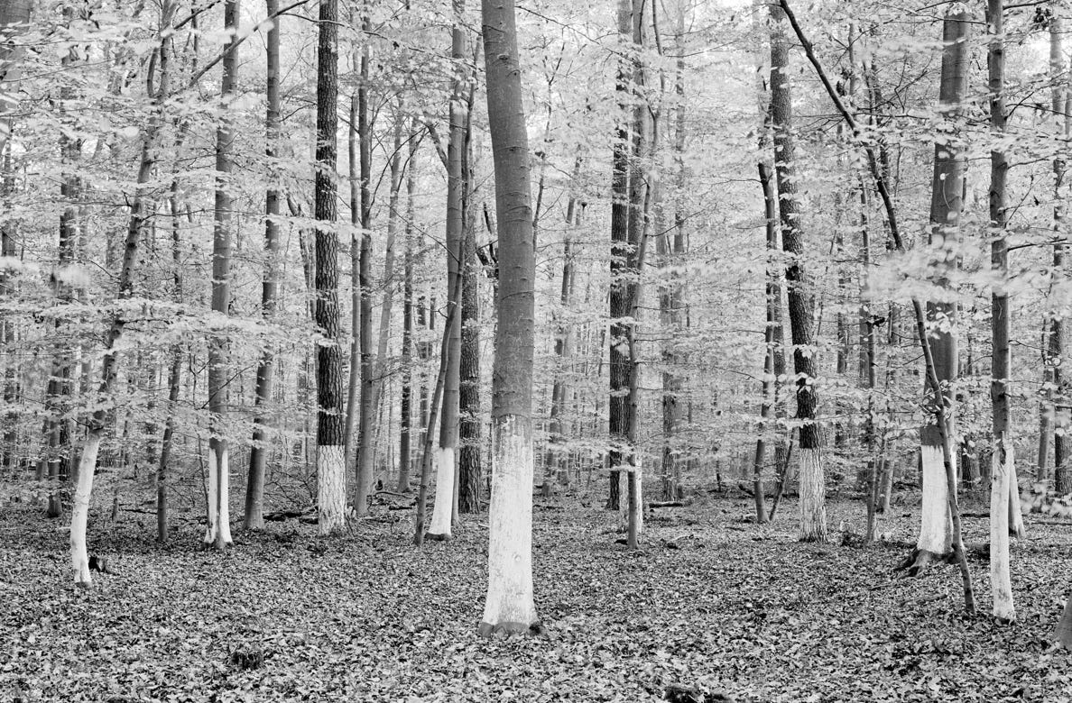 borders, lime wash coulored bark, gelatin-silver paper
