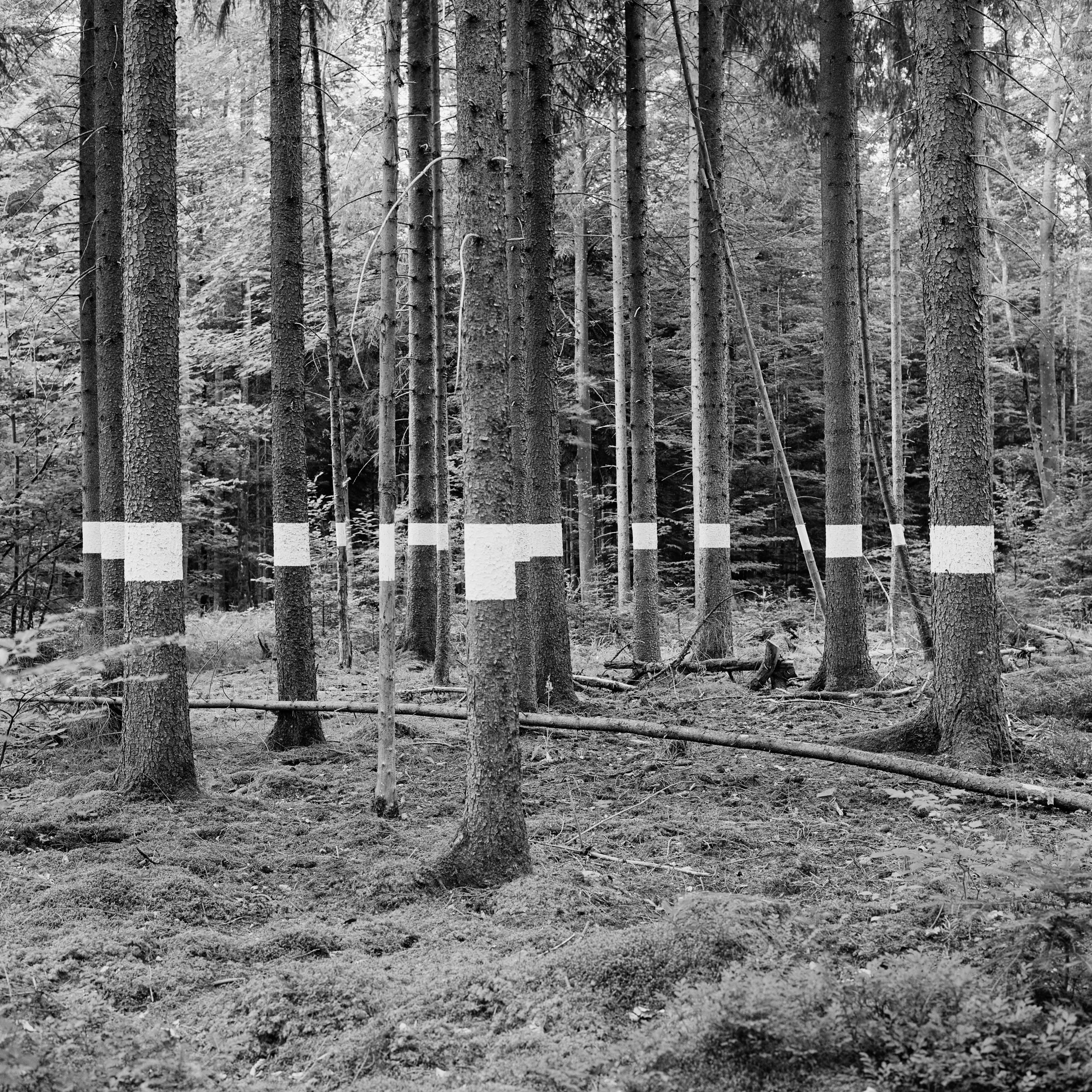 Reforestation of the Black Forest after the Second World War by so-called Kulturfrauen 