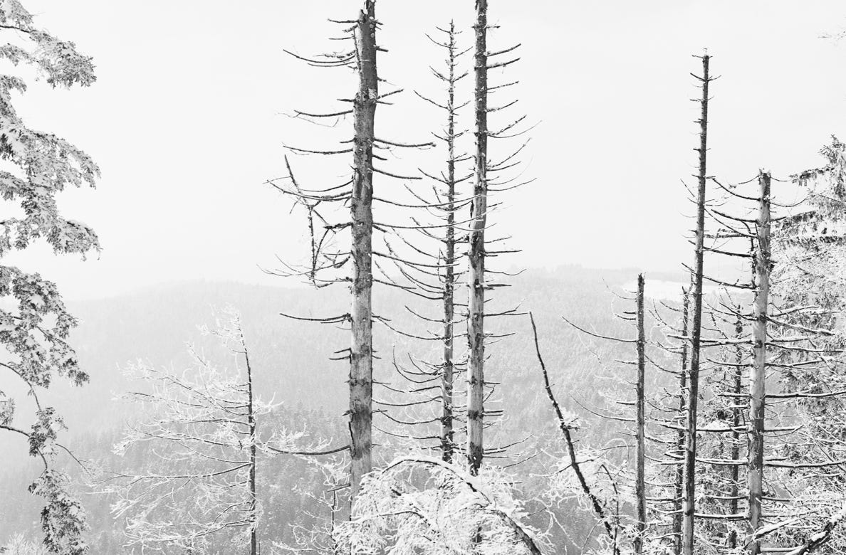 climat change - Black Forest