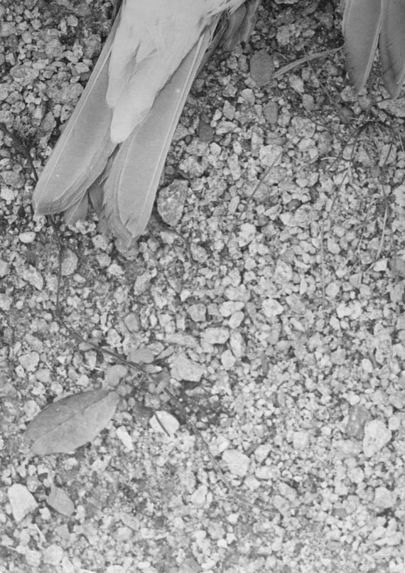 VULNERABLE, 2020, series of 14 silver gelatine prints