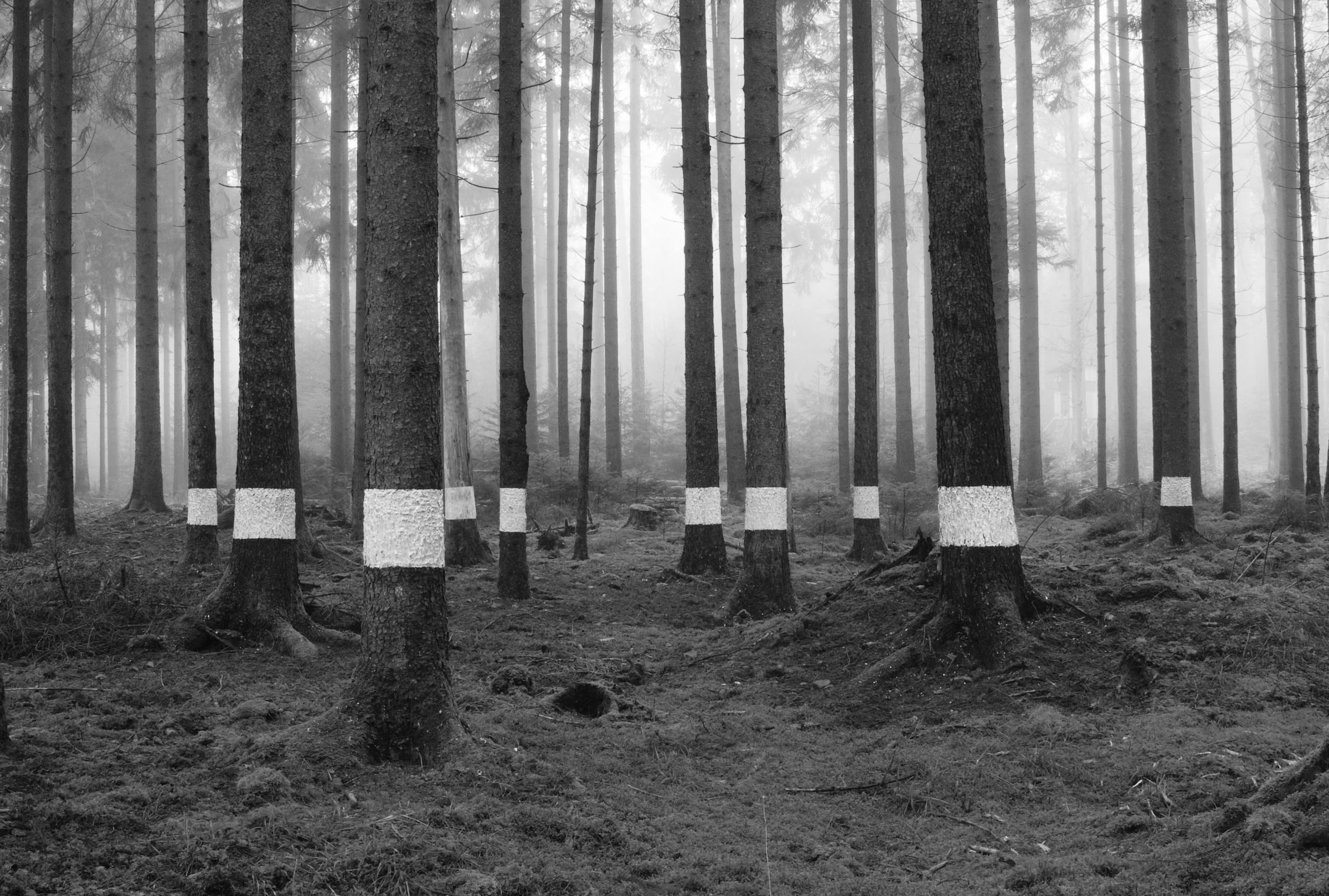 Reforestation of the Black Forest after the Second World War by so-called Kulturfrauen 