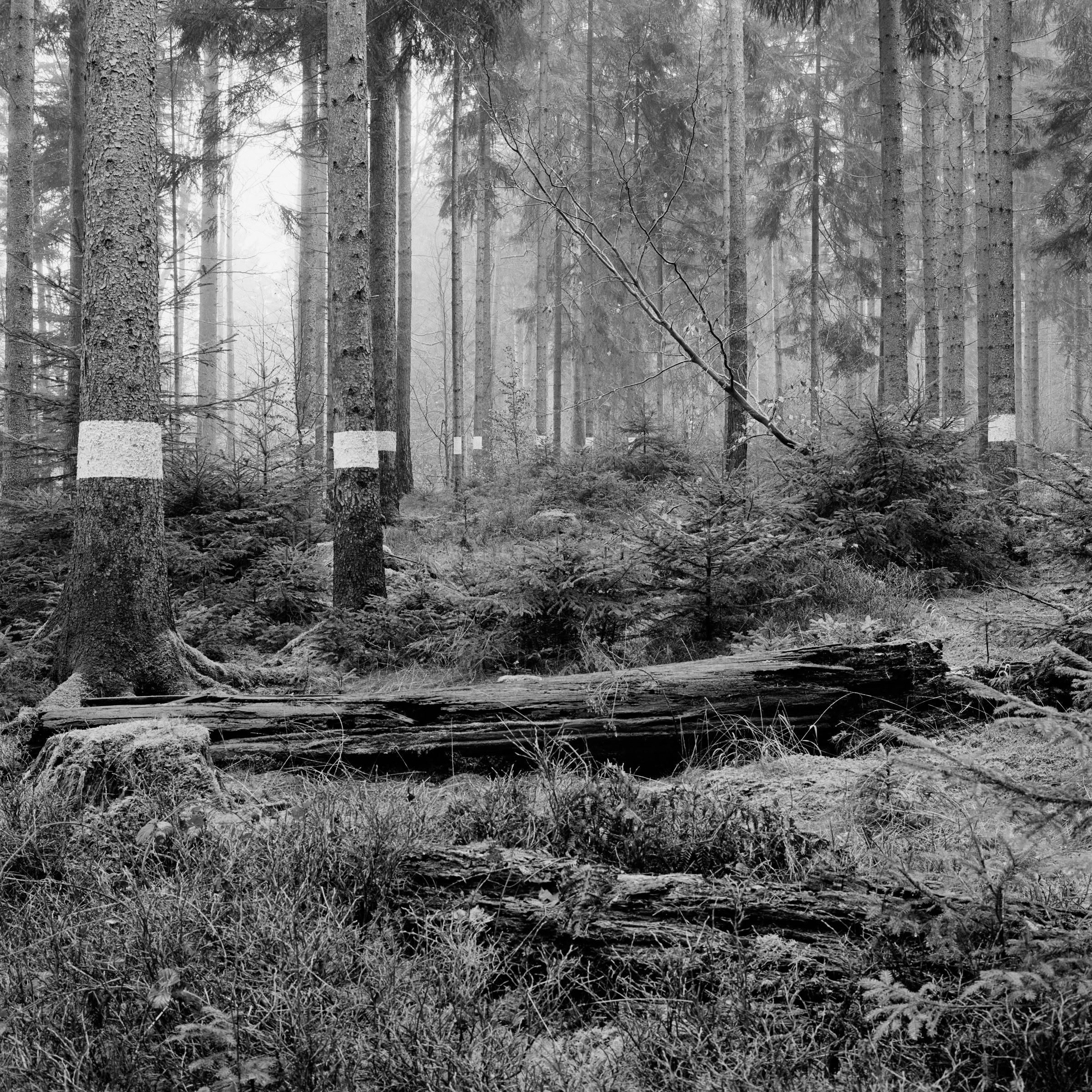 Reforestation of the Black Forest after the Second World War by so-called Kulturfrauen 