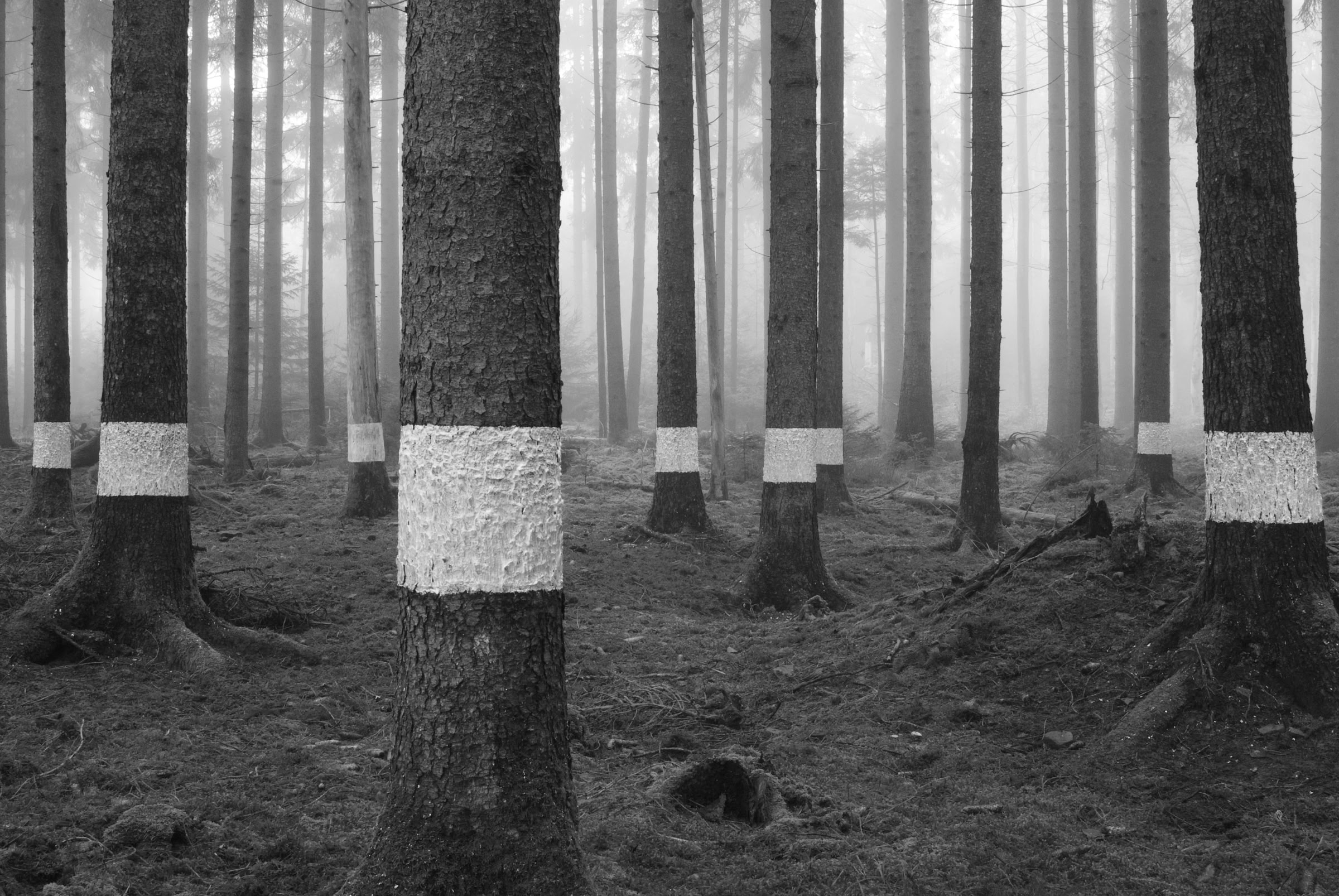 Reforestation of the Black Forest after the Second World War by so-called Kulturfrauen 