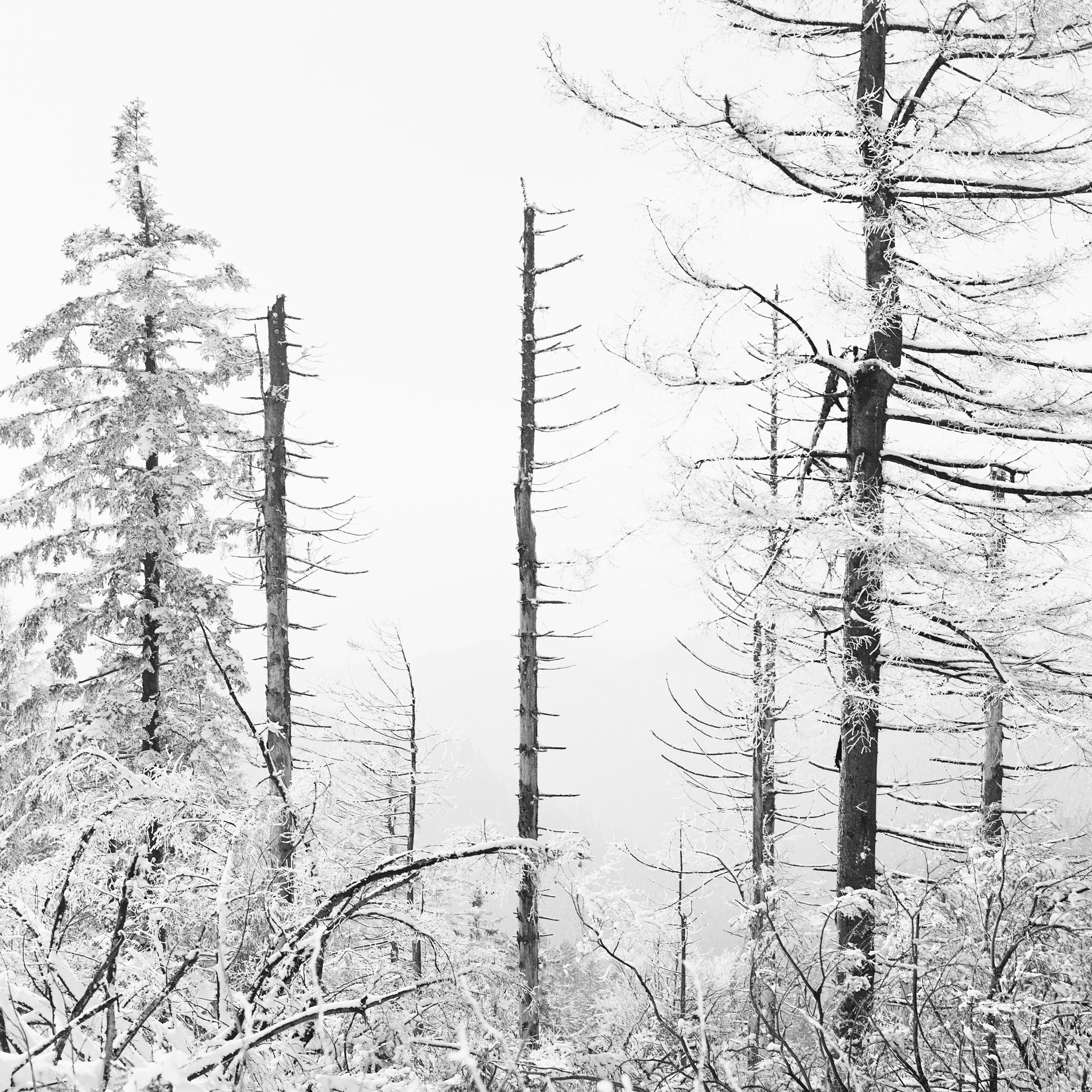 climat change - Black Forest